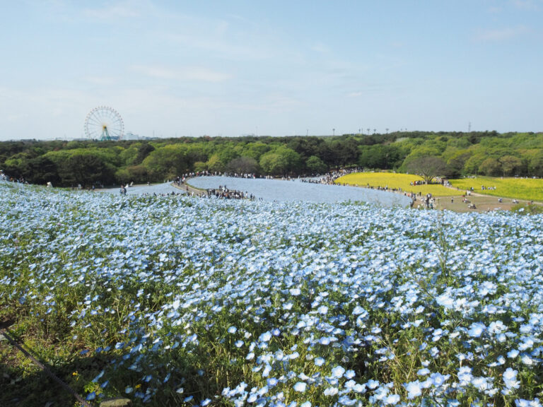 Hitachi Seaside Park with Kids: A Local Mom’s Guide to the Nemophila Fields