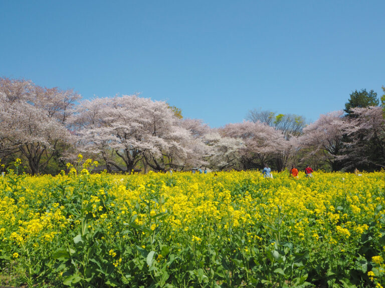 Showa Kinen Park with Kids: A Local Mom’s Guide for Every Season