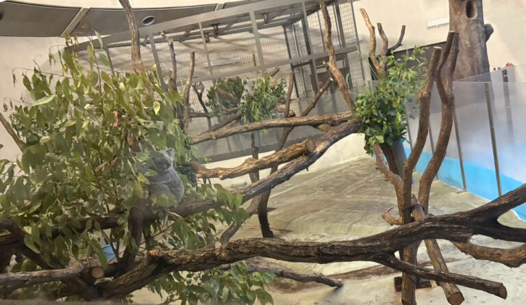 Tama Zoo with Kids: A Local Mom’s Guide (Tokyo’s Best-Value Zoo?)